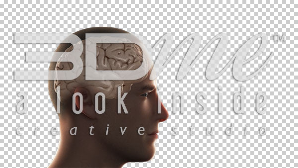 Brain Cerebellum Highlight Basic 1