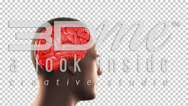 Brain Cerebral Highlight Basic