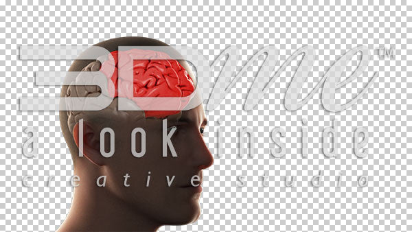 Brain Frontal Lobe Highlight Basic