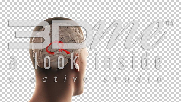 Brain Hippocampus Highlight Basic