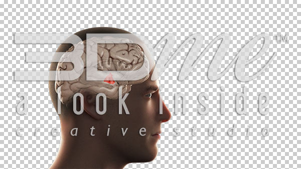 Brain Hypothalamus Highlight Basic