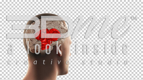 Brain Medulla Highlight Basic