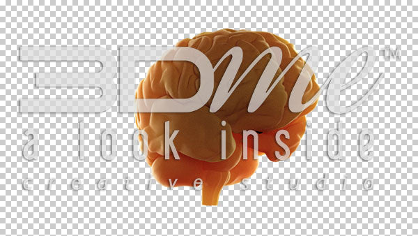 Brain Rotate Basic 3