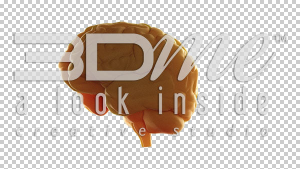 Brain Rotate Basic 1