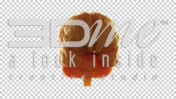 Brain Rotate Basic 2