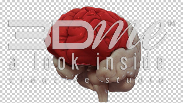 Brain Rotate Pan Left Top