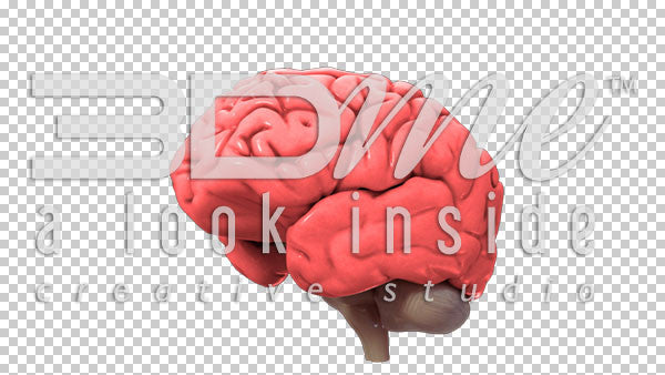 Brain Rotate Pan Left Top 2