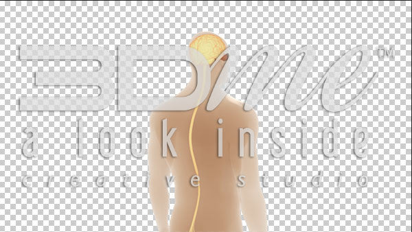 Brain Spine Optic Nerves 1