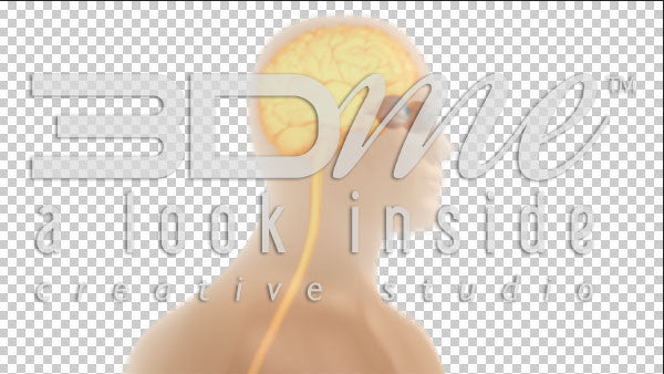 Brain Spine Optic Nerves 2