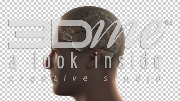 Brain Stationary Noise Basic