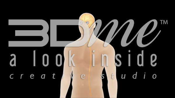 Brain Spine Optic Nerves