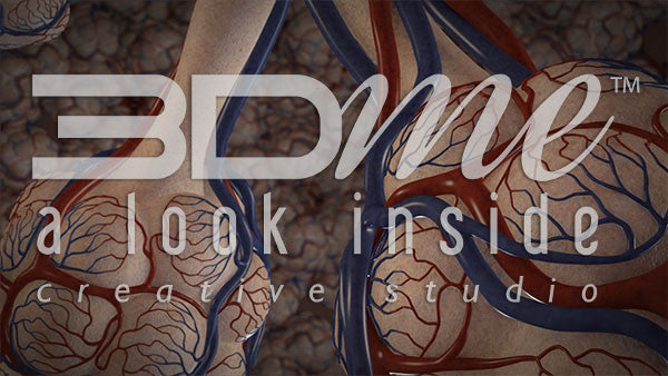 Bronchioles Dilate 1