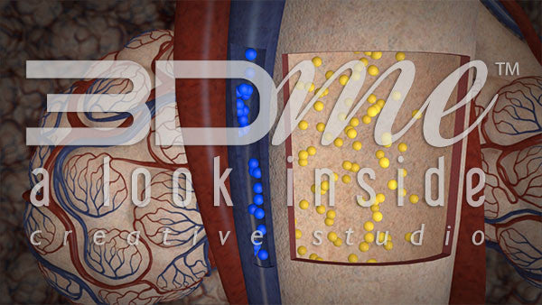 Bronchioles Dilate 2