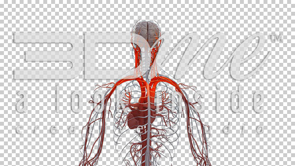 Central Nervous System Rotate 1