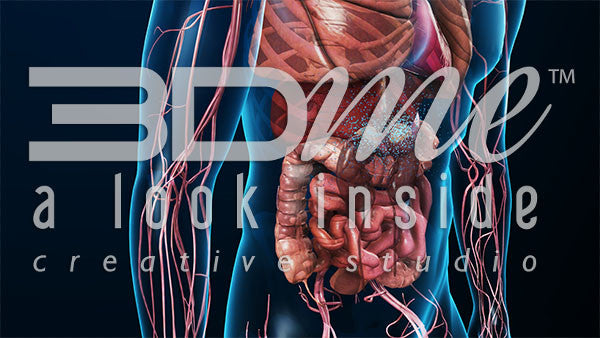 Cardiovascular System: Lower Torso 3