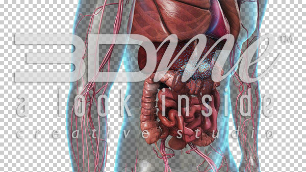 Cardiovascular System: Lower Torso 4