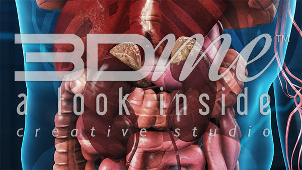 Cardiovascular System: Lower Torso 5