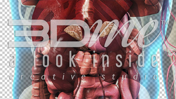 Cardiovascular System: Lower Torso 6