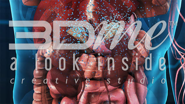 Cardiovascular System: Lower Torso 7