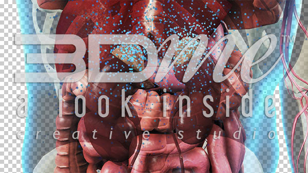 Cardiovascular System: Lower Torso 8