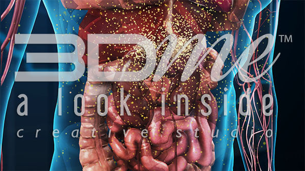 Cardiovascular System: Lower Torso 9