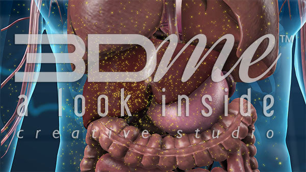 Cardiovascular System: Lower Torso 10