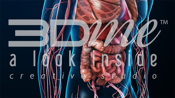 Cardiovascular System: Lower Torso