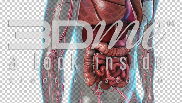 Cardiovascular System: Lower Torso 2