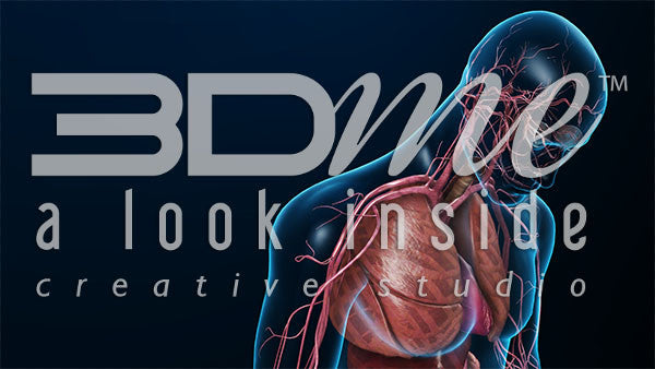 Cardiovascular System: Upper Torso