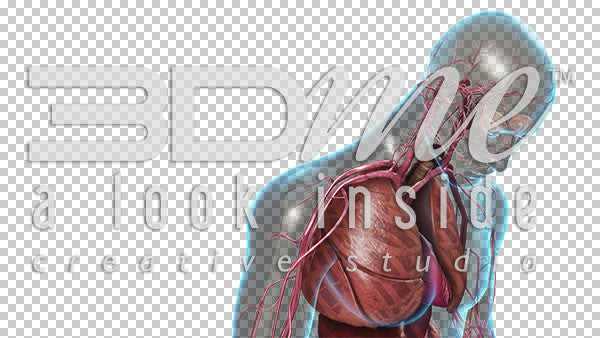 Cardiovascular System: Upper Torso 2