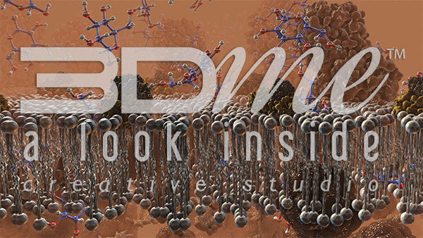 Cell Membrane, Glucose and Insulin 6