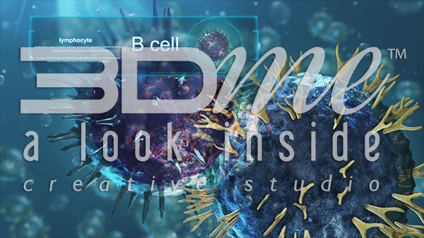 Helper T-Cell and B-Cell