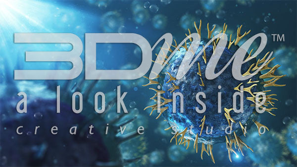 Helper T Cells and B Cells 3