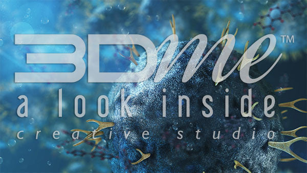 Helper T Cells and B Cells 5