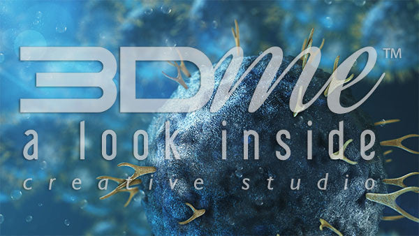 Helper T Cells and B Cells 7