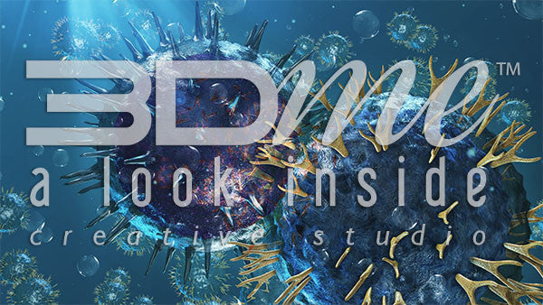 Helper T Cells and B Cells 10