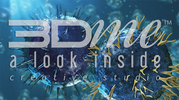 Helper T Cells and B Cells 11