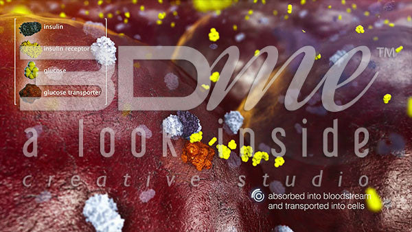 How does glucose enter the body?