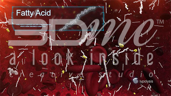 How does the body produce energy from fats?