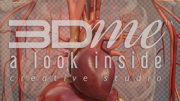 Human Heart Closeup 1