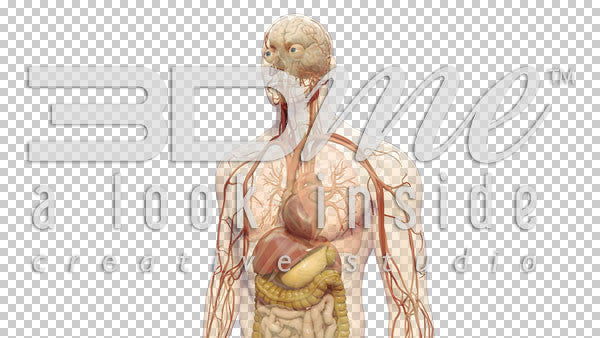 Human Heart Closeup 2