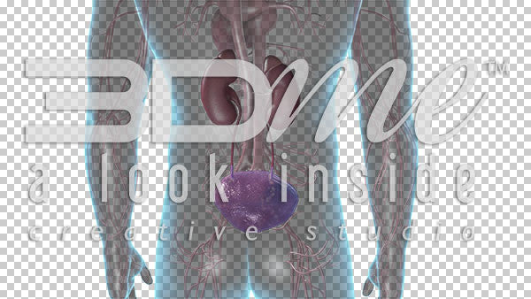 Kidneys and Bladder 4