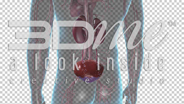 Kidneys and Bladder 2