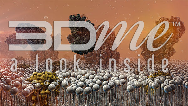 Insulin Resistance 5