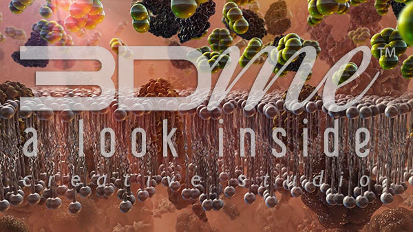 Insulin Resistance 3 (no graph)