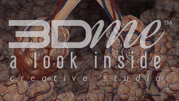 Into Lung Inflammation Lung Tissue