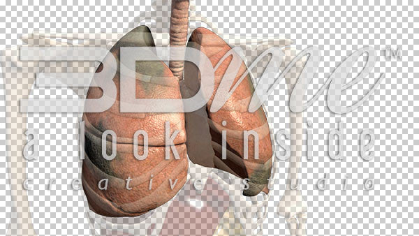 Lungs Pan Spinning Damage 1