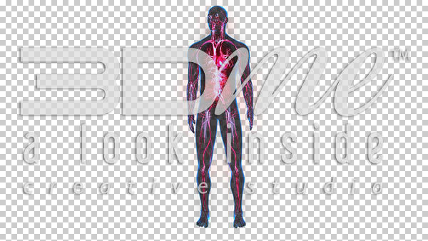 Male Anterior Circulatory Highlight 2