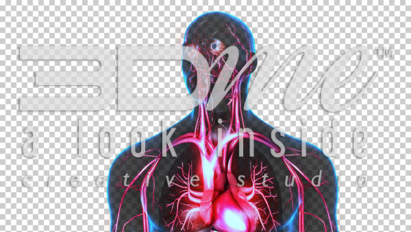 Male Anterior Circulatory Highlight 3