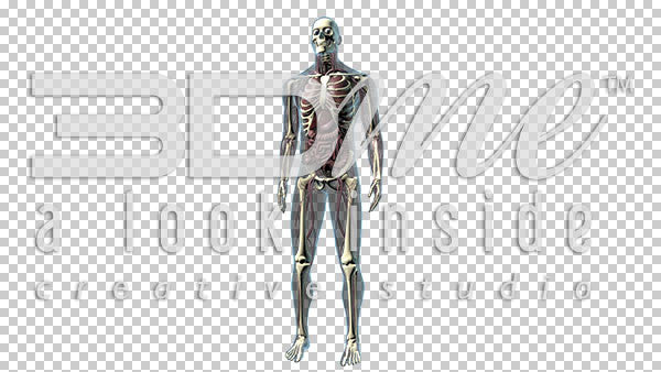 Male Body Anterior (wide shot) 3